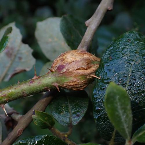 Réf. 328 729 : Lasioptera rubi